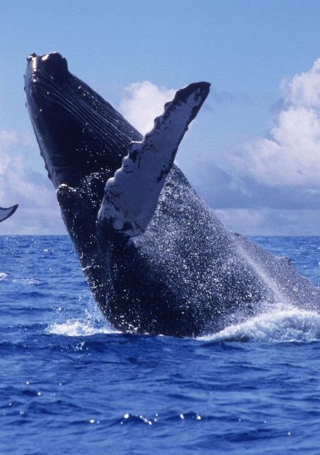 BAHÍA SOLANO, 15 de julio de 2019.- Bahía Solano, uno de los lugares para poder observar las ballenas jorobadas. (Colprensa).